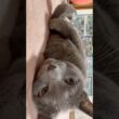 【ロシアンブルー】めろん〜寒くなってくると丸まってくるね🥹【猫】#shorts
