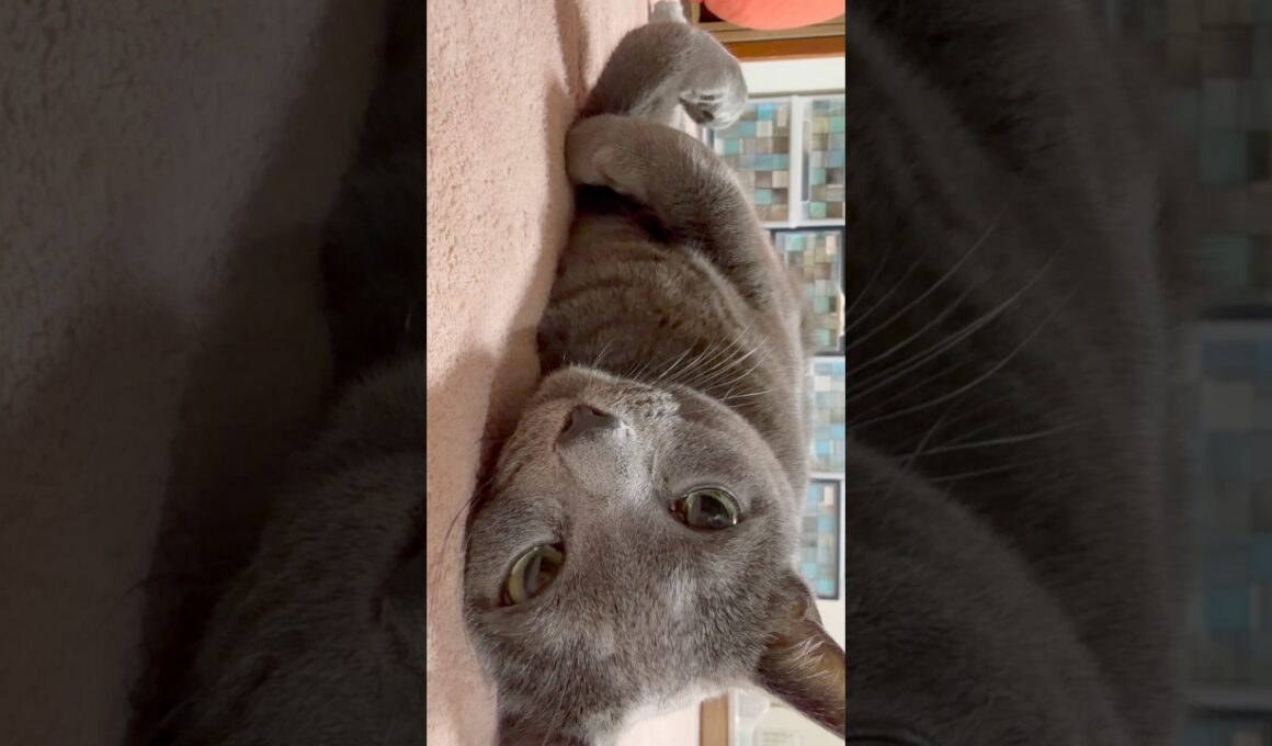 【ロシアンブルー】めろん〜寒くなってくると丸まってくるね🥹【猫】#shorts