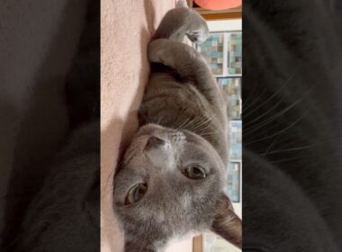 【ロシアンブルー】めろん〜寒くなってくると丸まってくるね🥹【猫】#shorts