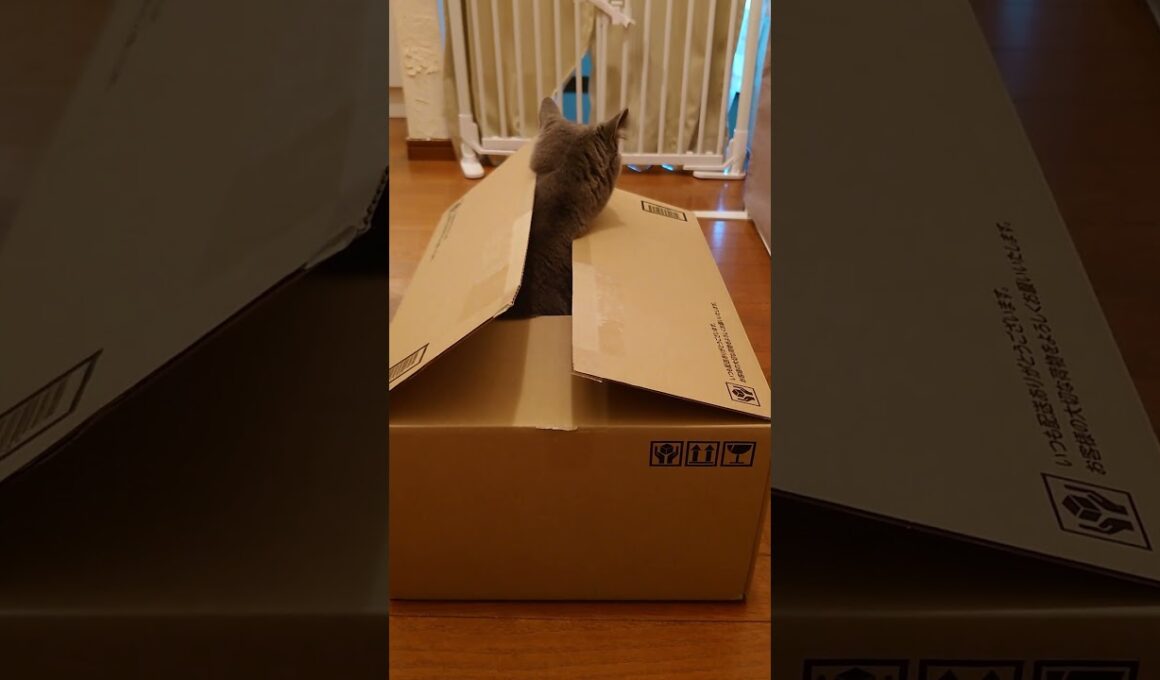 【猫動画】空箱のはずなのに重いな… #shorts #猫 #ネコ #シャルトリュー #cat #ねこ #保護猫