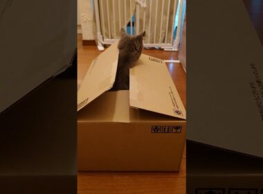 【猫動画】空箱のはずなのに重いな… #shorts #猫 #ネコ #シャルトリュー #cat #ねこ #保護猫