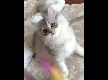 スコティッシュフォールド 人懐こいブルーシルバー（セミロング）の女の子。