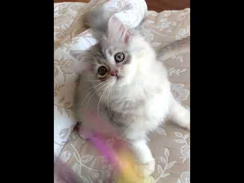 スコティッシュフォールド 人懐こいブルーシルバー（セミロング）の女の子。