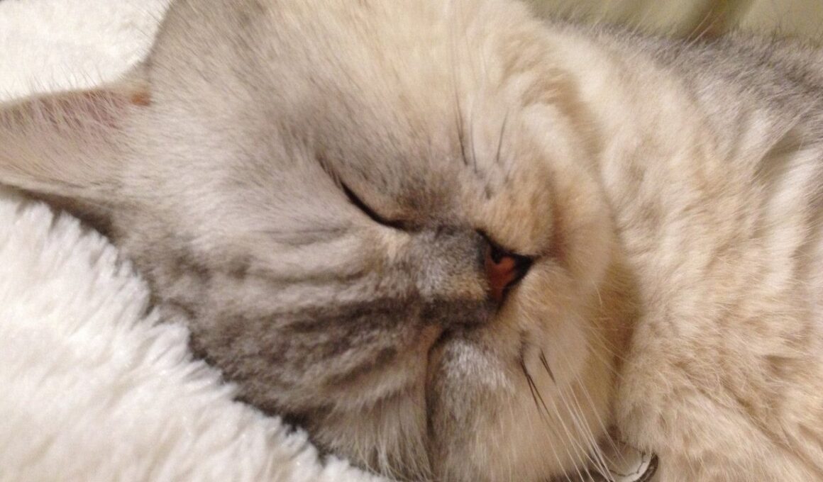 猫の王様！かわいいネコ ペルシャ チンチラ