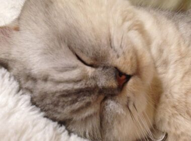 猫の王様！かわいいネコ ペルシャ チンチラ