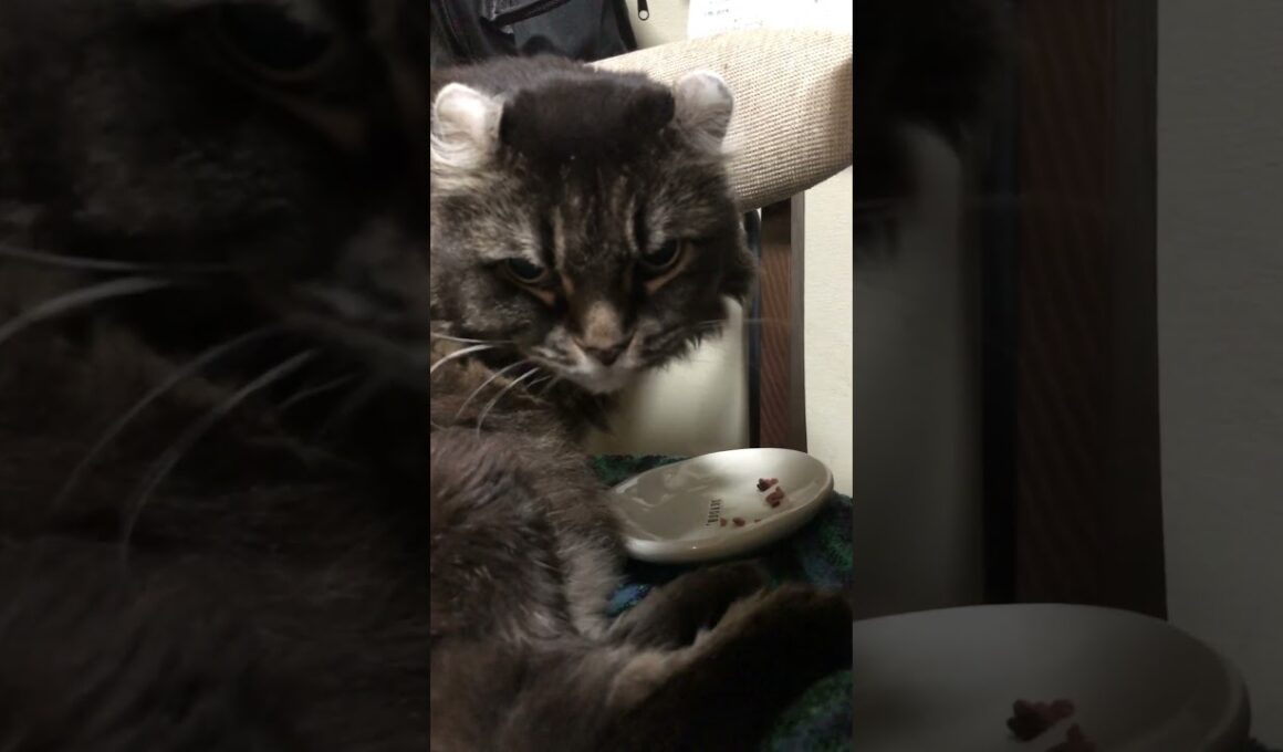 アメリカンカール#猫のいる暮らし #catvideos #SisterGoldenHair#America#music