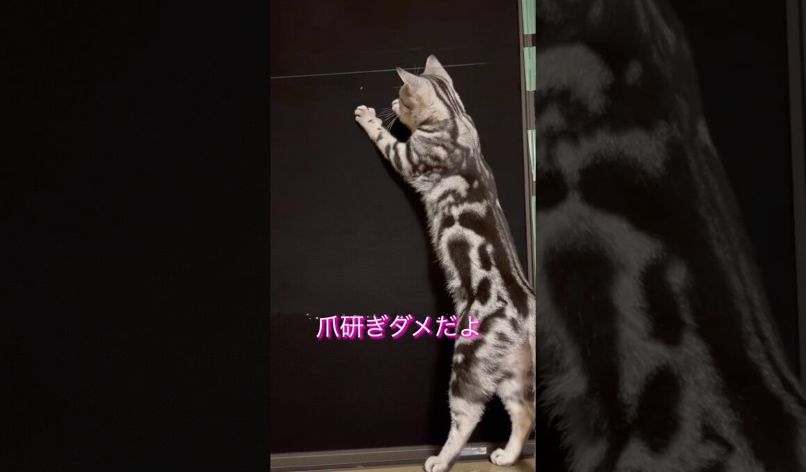 網戸で爪研ぎは、禁止だよ！#アメリカンショートヘア#アメショ#猫の日常#cat#cats