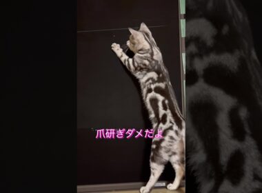 網戸で爪研ぎは、禁止だよ！#アメリカンショートヘア#アメショ#猫の日常#cat#cats