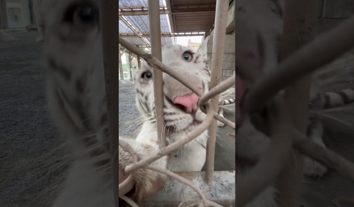 ちかすぎ　#東武動物公園 #動物園 #zoo #animals #ベンガルトラ #ホワイトタイガー #ちかすぎ