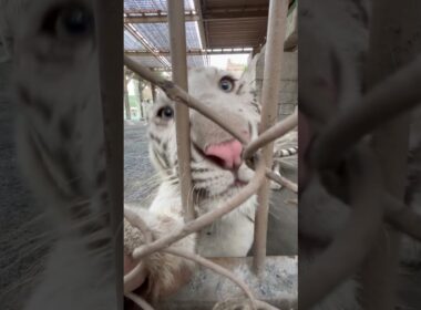 ちかすぎ　#東武動物公園 #動物園 #zoo #animals #ベンガルトラ #ホワイトタイガー #ちかすぎ