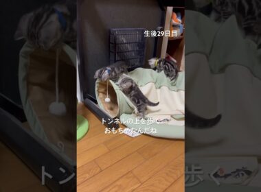 生後29日目新しいトンネルの遊び方発見したよ。#アメショ#アメリカンショートヘア#子猫#猫の日常#猫のいる暮らし#猫のいる生活#cat#cats