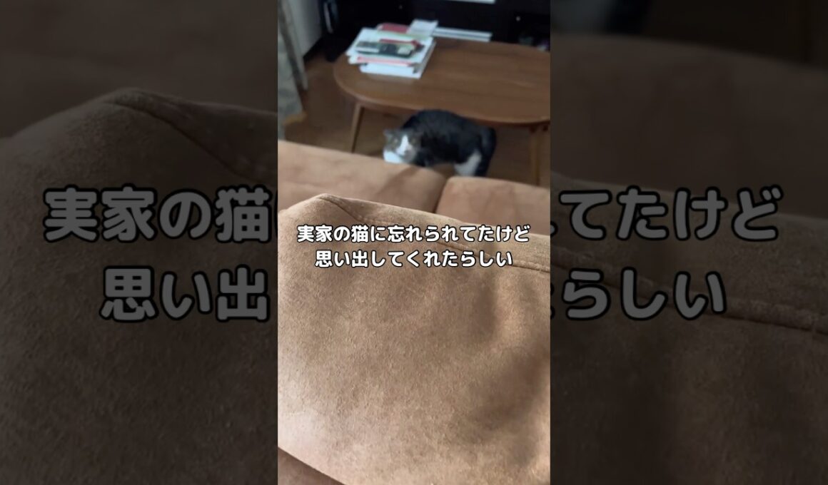 実家の猫に忘れられてた···ww #実家 #猫 #shorts