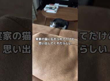 実家の猫に忘れられてた···ww #実家 #猫 #shorts