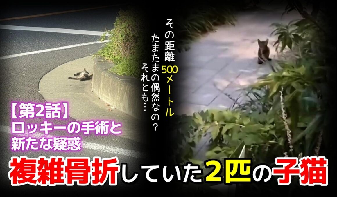 【神戸保護猫】複雑骨折していた2匹の子猫のその後  ロッキーの手術と新たな疑惑