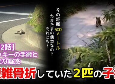 【神戸保護猫】複雑骨折していた2匹の子猫のその後  ロッキーの手術と新たな疑惑