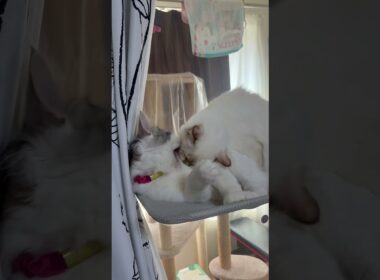 場所を取られて怒る猫　#子ネコ #猫のいる暮らし #ノルウェージャンフォレストキャット #バーマン #shorts #cat #kitten #cuteanimals