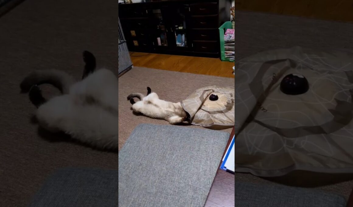 抜け出せない…キャッチミーイフユーキャン沼のシャム猫☆マロンちゃん😻#cat #catshorts #シャム猫 #しゃむねこ #保護猫 #ねこのいる暮らし #ねこのいる生活