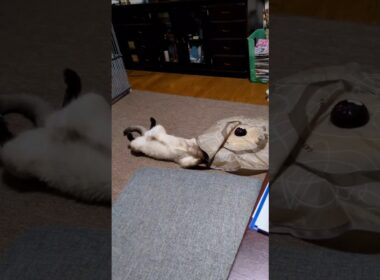 抜け出せない…キャッチミーイフユーキャン沼のシャム猫☆マロンちゃん😻#cat #catshorts #シャム猫 #しゃむねこ #保護猫 #ねこのいる暮らし #ねこのいる生活