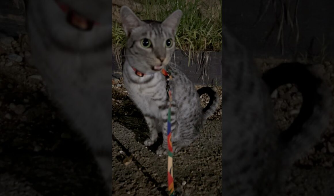 ニャーニャー言うユキオさん(⌒▽⌒)#癒し動画 #cat #ねこ #cute #ocicat#散歩する猫#猫の鳴き声