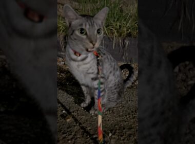 ニャーニャー言うユキオさん(⌒▽⌒)#癒し動画 #cat #ねこ #cute #ocicat#散歩する猫#猫の鳴き声