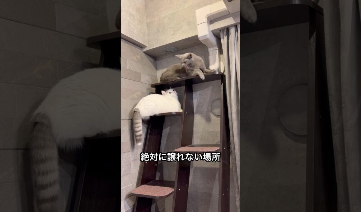 久しぶりのシャー　#ロシアンブルー