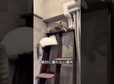 久しぶりのシャー　#ロシアンブルー