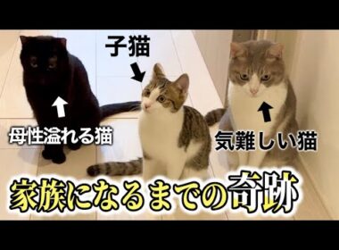 【保護して４ヶ月】襲われてた子猫が先住猫と家族になるまでの物語