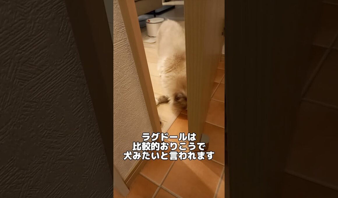 ラグドールのしつけ #cat #ラグドール #猫のいる暮らし #猫