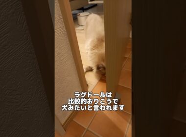 ラグドールのしつけ #cat #ラグドール #猫のいる暮らし #猫