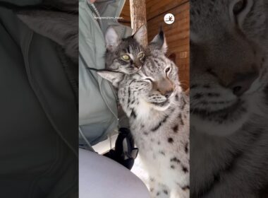 猫に甘えるヤマネコさん｜PECO #オオヤマネコと猫 #オオヤマネコ #猫 #愛猫家 #猫のいる暮らし#lynxlandcat #lynxl #cat #catlover #catlife