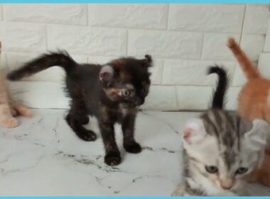 Coo&RIKU　No.00735956 アメリカンカール