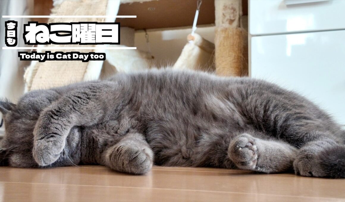 甘やかし過ぎた猫はこうなっちゃいます【ブリティッシュショートヘア】