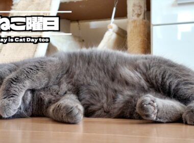 甘やかし過ぎた猫はこうなっちゃいます【ブリティッシュショートヘア】