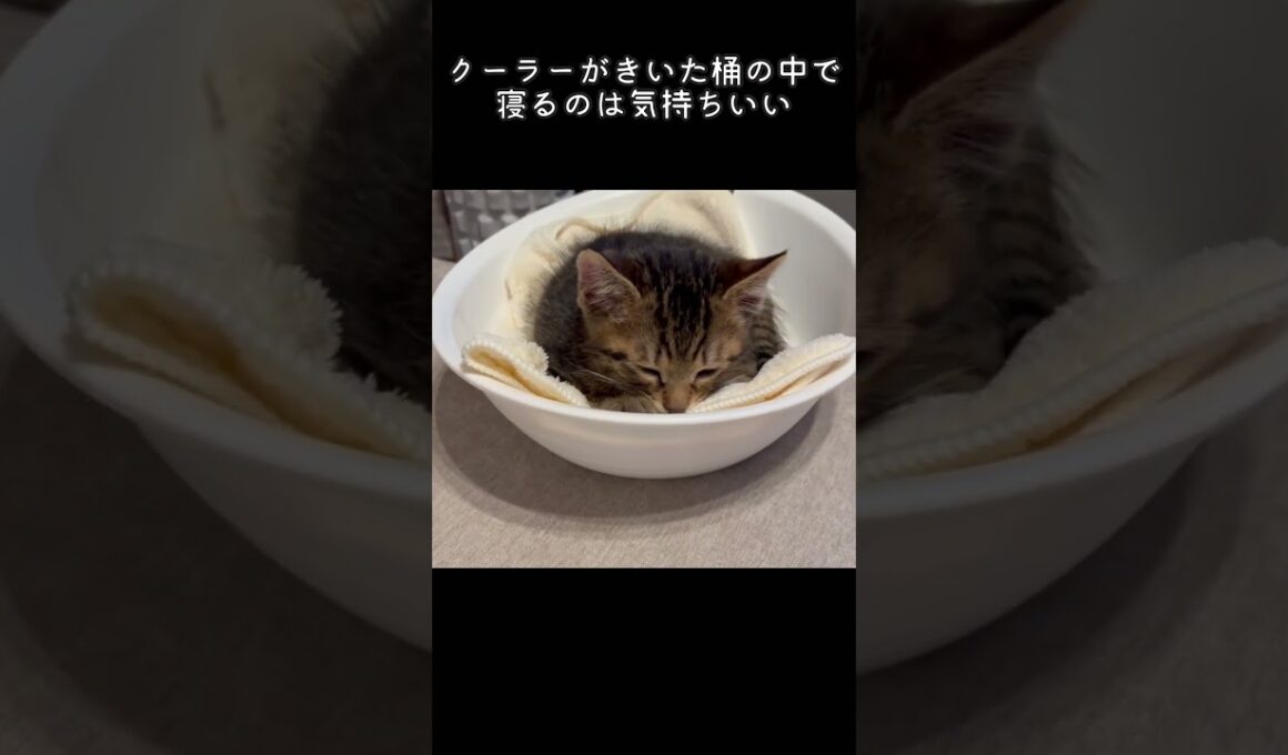 桶寝　#ペルシャ#チンチラ#猫#ねこ #猫のいる暮らし #癒し #いやし#cat  #ふわふわ #野良猫 #キジトラ