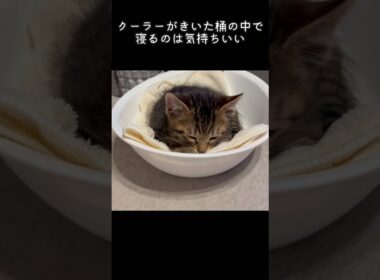 桶寝　#ペルシャ#チンチラ#猫#ねこ #猫のいる暮らし #癒し #いやし#cat  #ふわふわ #野良猫 #キジトラ