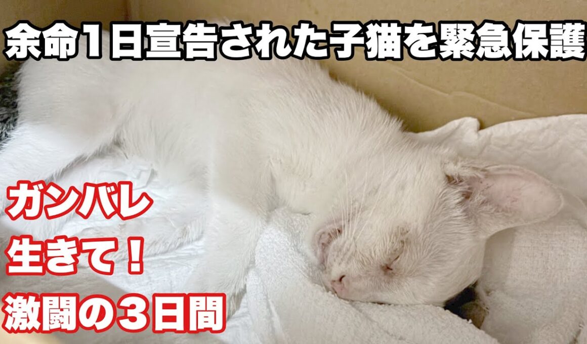 【子猫】車に轢かれて瀕死の子猫を緊急保護