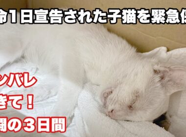 【子猫】車に轢かれて瀕死の子猫を緊急保護