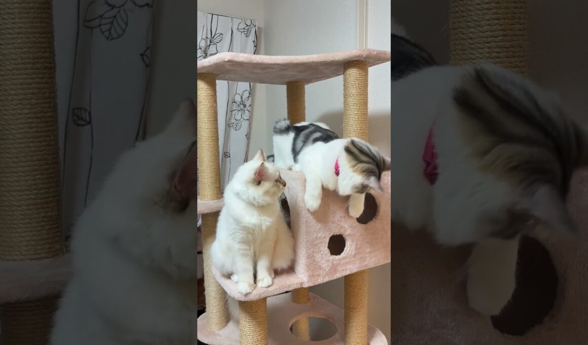 猫と猫　#子ネコ #猫のいる暮らし #ノルウェージャンフォレストキャット #バーマン #可愛い #shorts #cat #kitten #cuteanimals