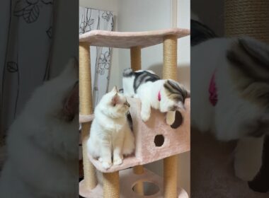 猫と猫　#子ネコ #猫のいる暮らし #ノルウェージャンフォレストキャット #バーマン #可愛い #shorts #cat #kitten #cuteanimals