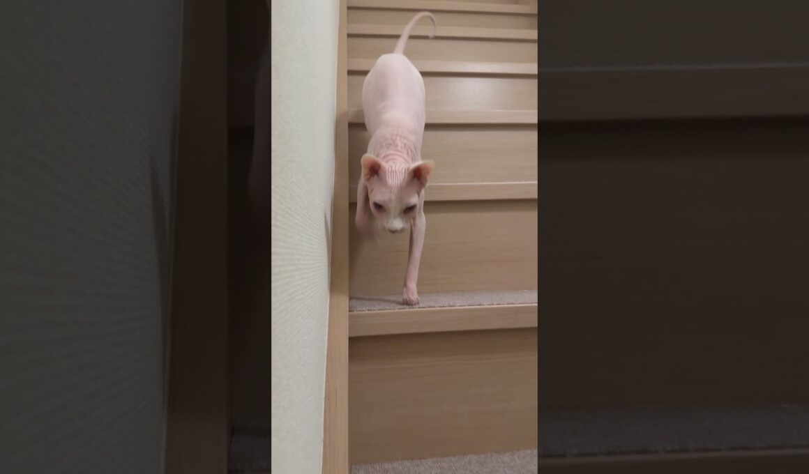 ママ早く寝ようよ！と呼びにくる猫アレクサンドラ【スフィンクス】