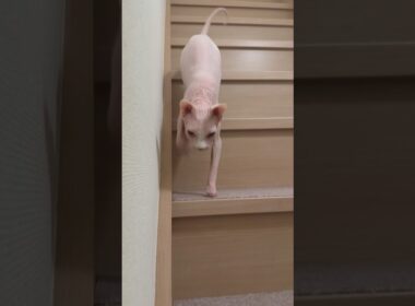 ママ早く寝ようよ！と呼びにくる猫アレクサンドラ【スフィンクス】