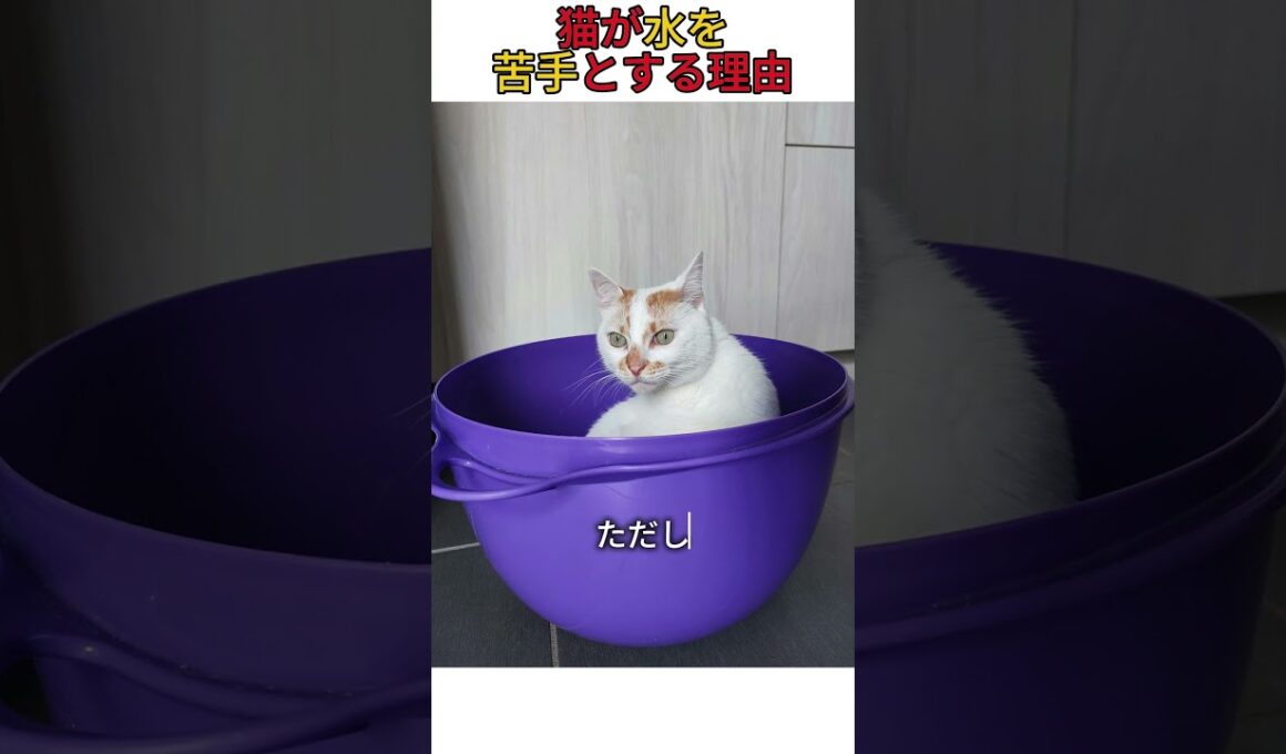 猫が水を苦手とする理由 #猫のいる暮らし