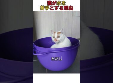猫が水を苦手とする理由 #猫のいる暮らし