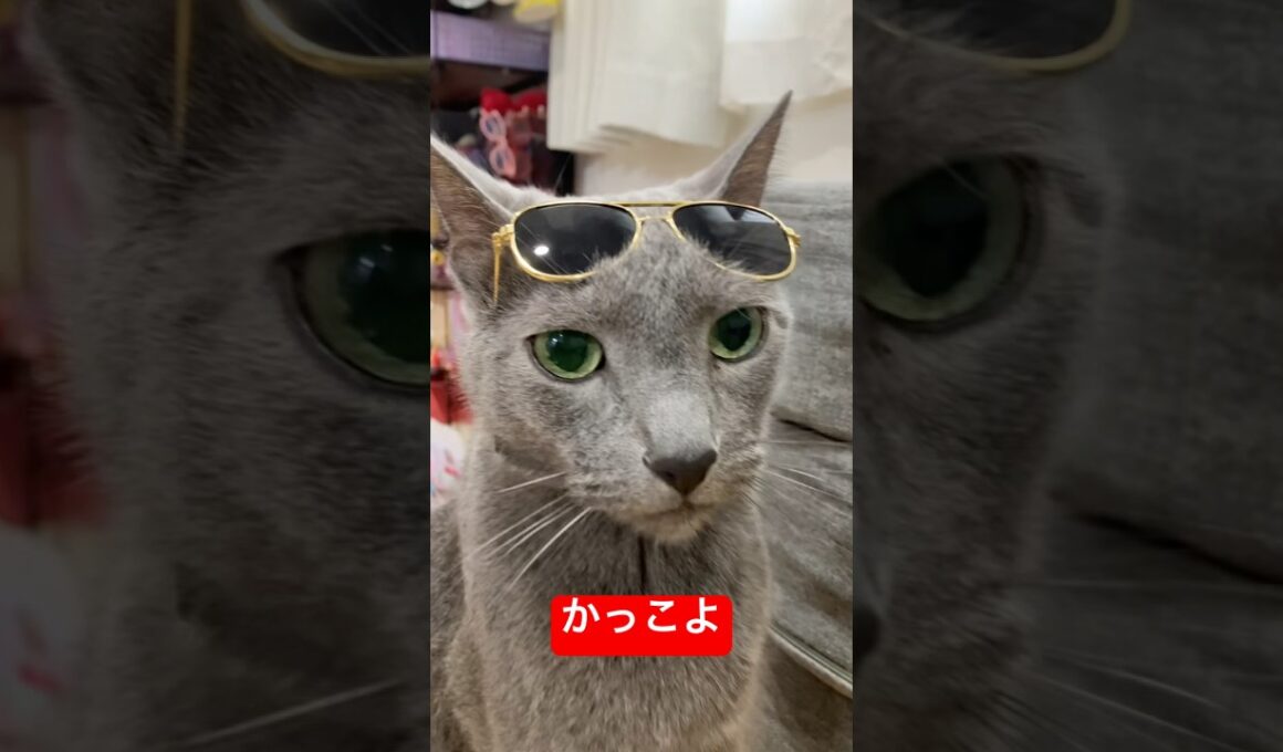ステイサムばりのイケメンねこつぁん#ロシアンブルー #猫