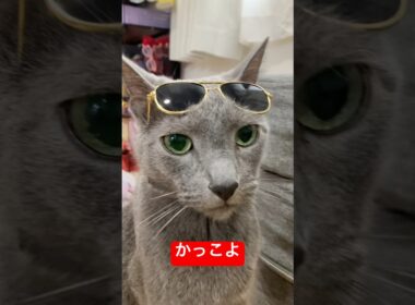 ステイサムばりのイケメンねこつぁん#ロシアンブルー #猫