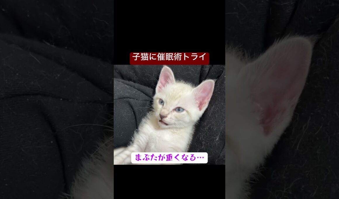 子猫に催眠術をかける…果たして眠るのか #子猫 #保護猫 #ねこ   #cat #kitten #猫 #子猫 #shorts  #こねこ #猫のいる暮らし