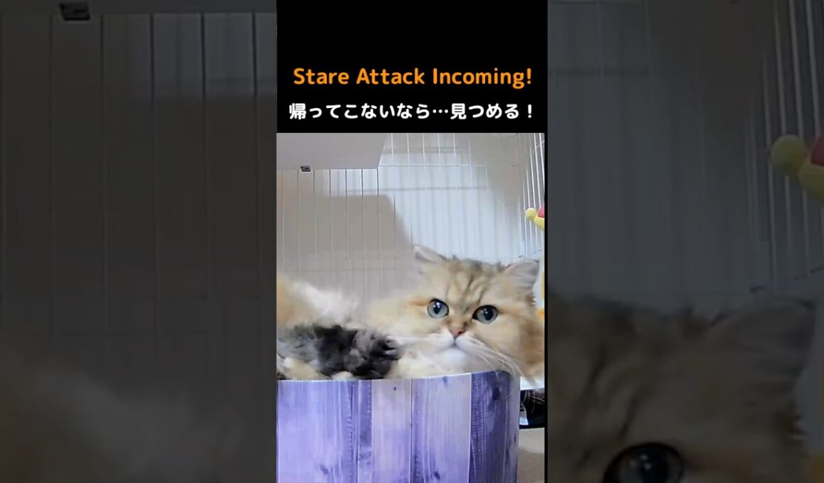 Marie's Stare Attack!#PersianCat #Cat #CuteCat #StareAttack #CatShorts #CutePets