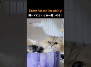 Marie's Stare Attack!#PersianCat #Cat #CuteCat #StareAttack #CatShorts #CutePets