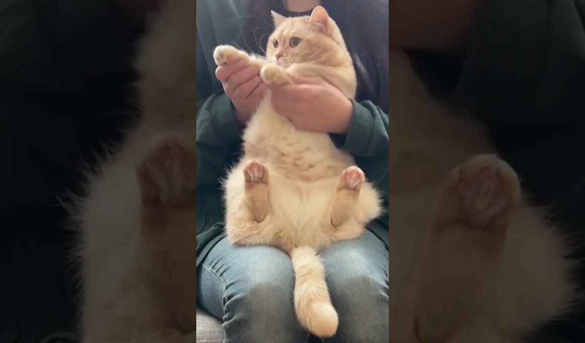 きつねダンス踊らせてみた！ちょっとだけロングver. 短足猫ダンス　#shorts #マンチカン #短足マンチカン #猫 #cat #かわいい