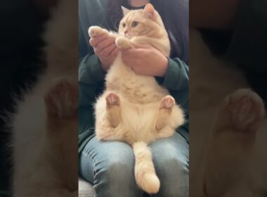 きつねダンス踊らせてみた！ちょっとだけロングver. 短足猫ダンス　#shorts #マンチカン #短足マンチカン #猫 #cat #かわいい